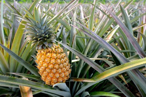 Oblíbený je u frutariánů také ananas. Podívejte se, jak se pěstuje! Jak roste ananas