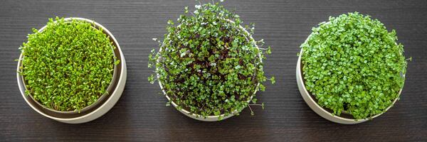 Klíčení microgreens